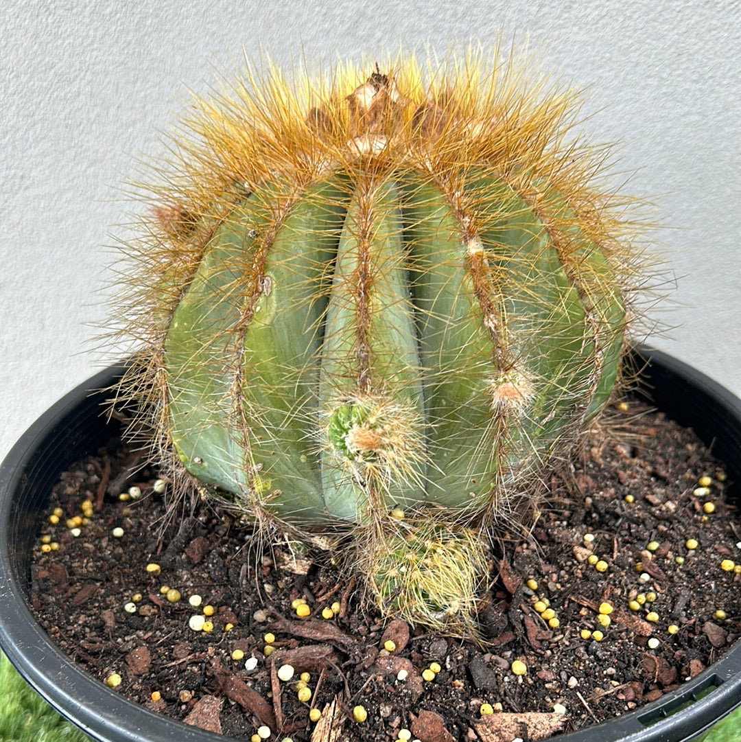 Parodia Magnificus