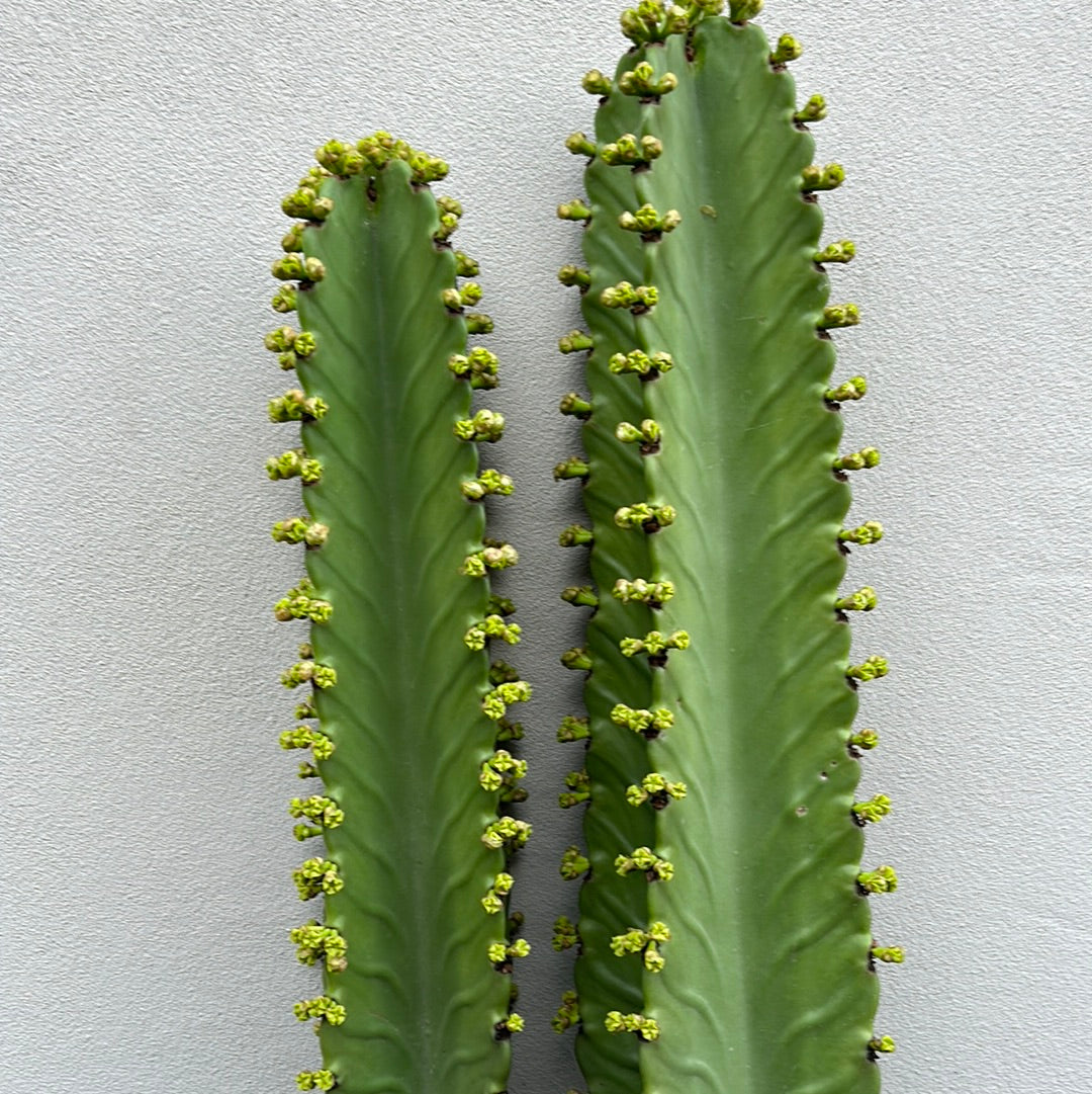 Euphorbia Ingen Cutting