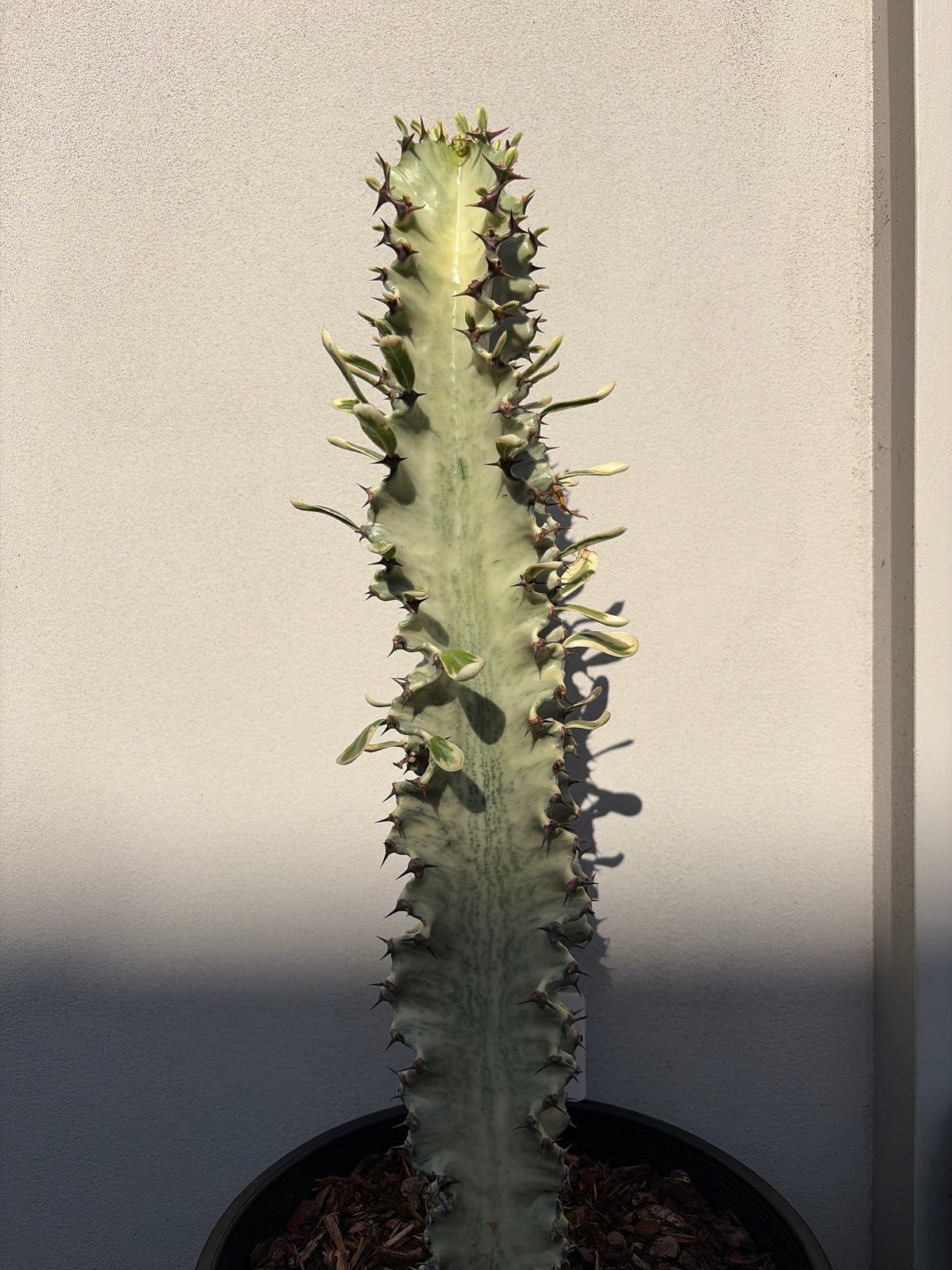 Euphorbia Ammak