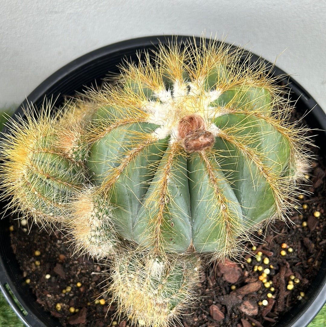 Parodia Magnificus