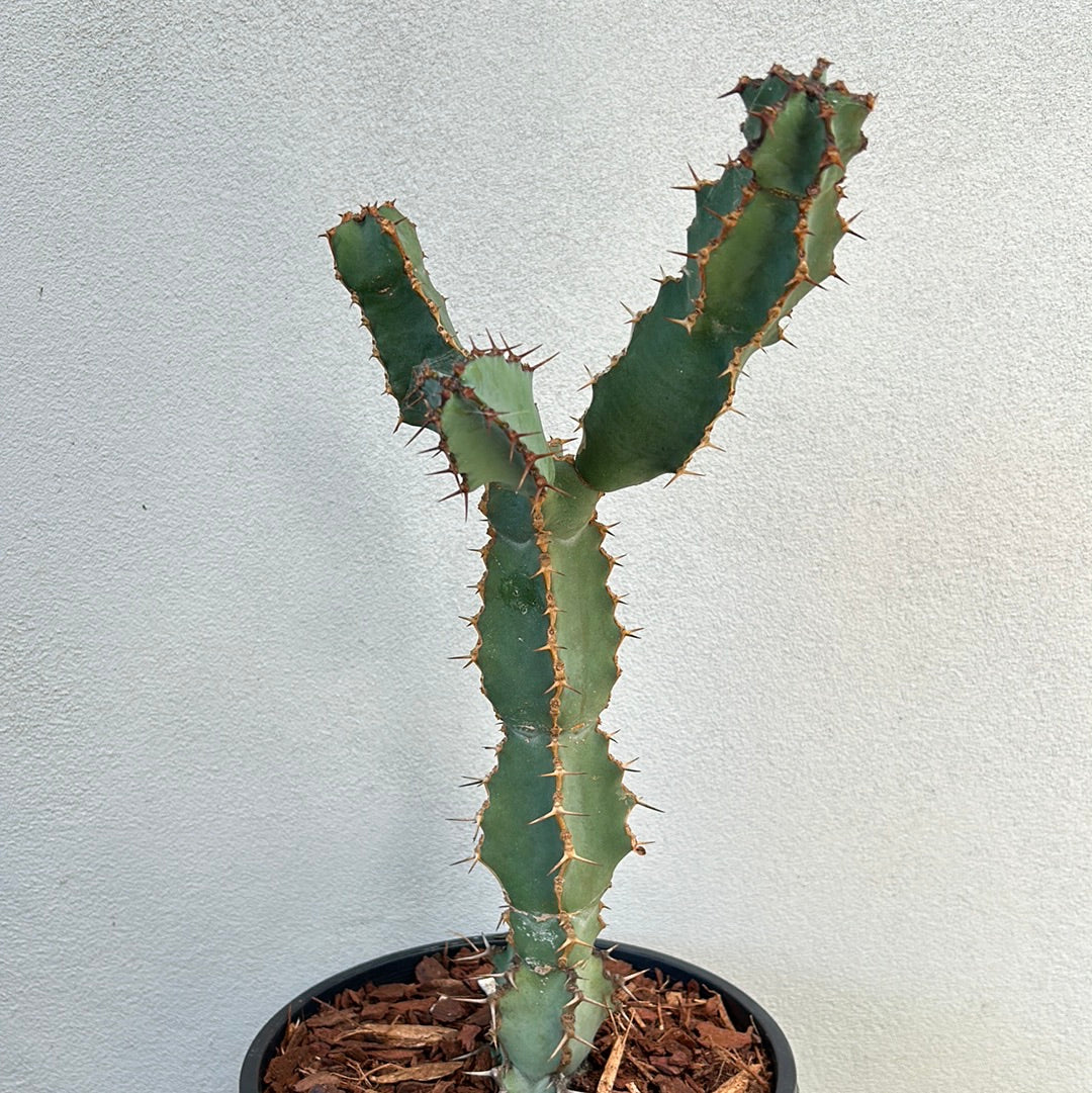 Euphorbia ceorulescens