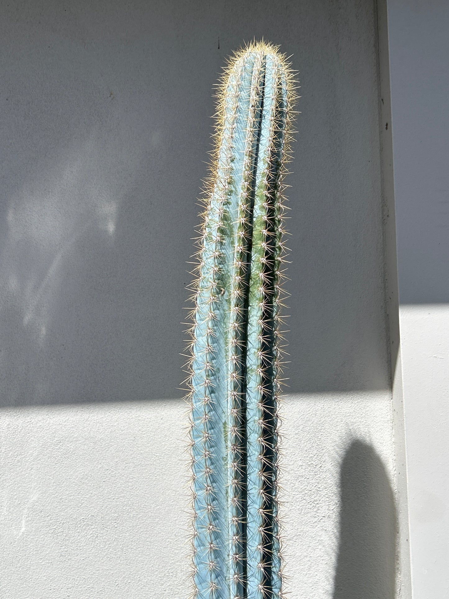 Pilosocereus Blue Torch Cactus
