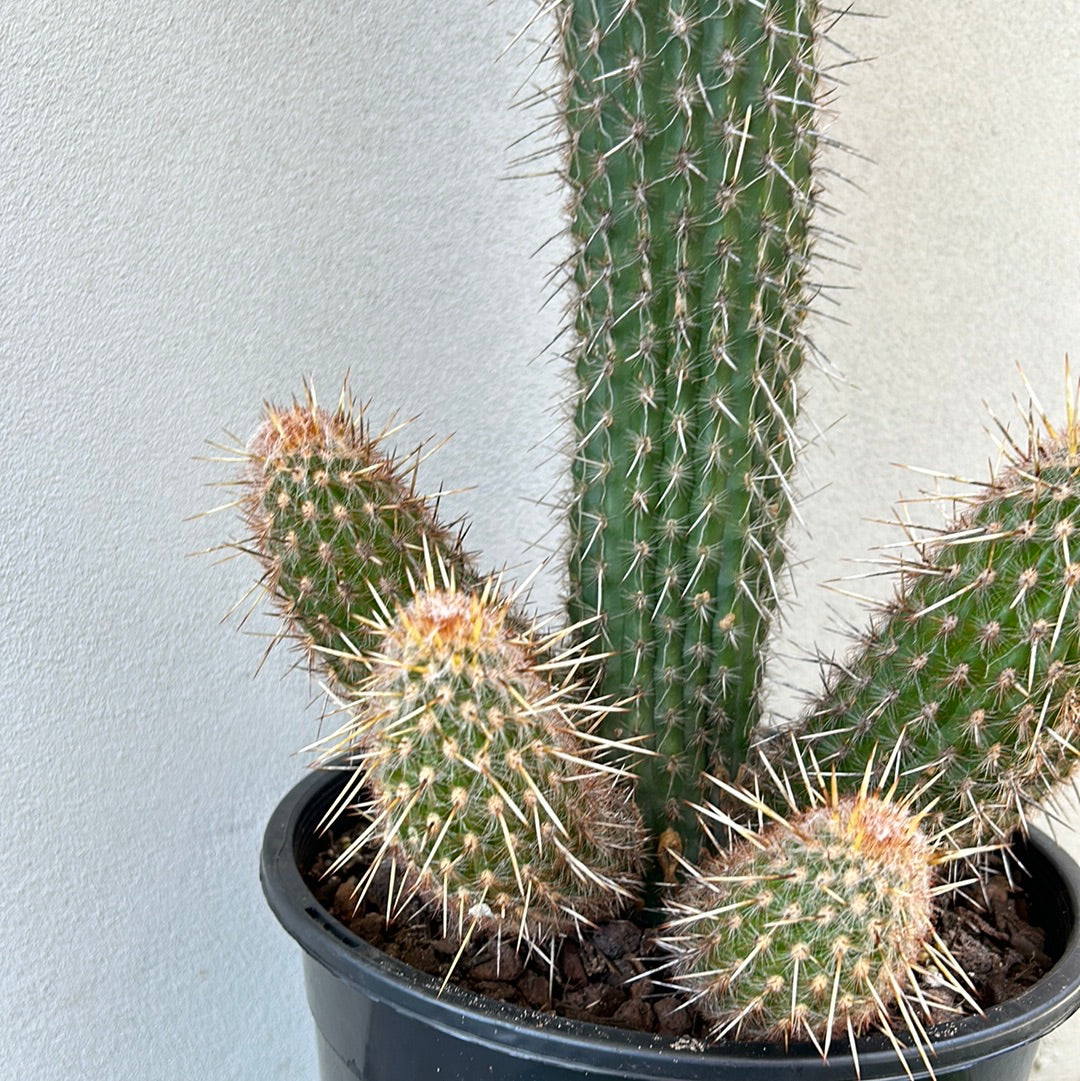 Espostoa Mirabilis Cactus