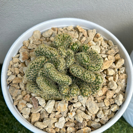 Brain Cactus