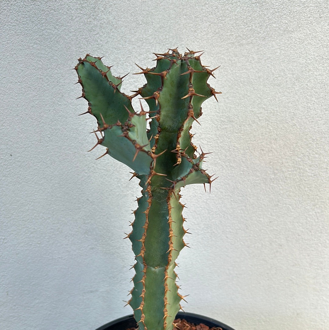 Euphorbia ceorulescens