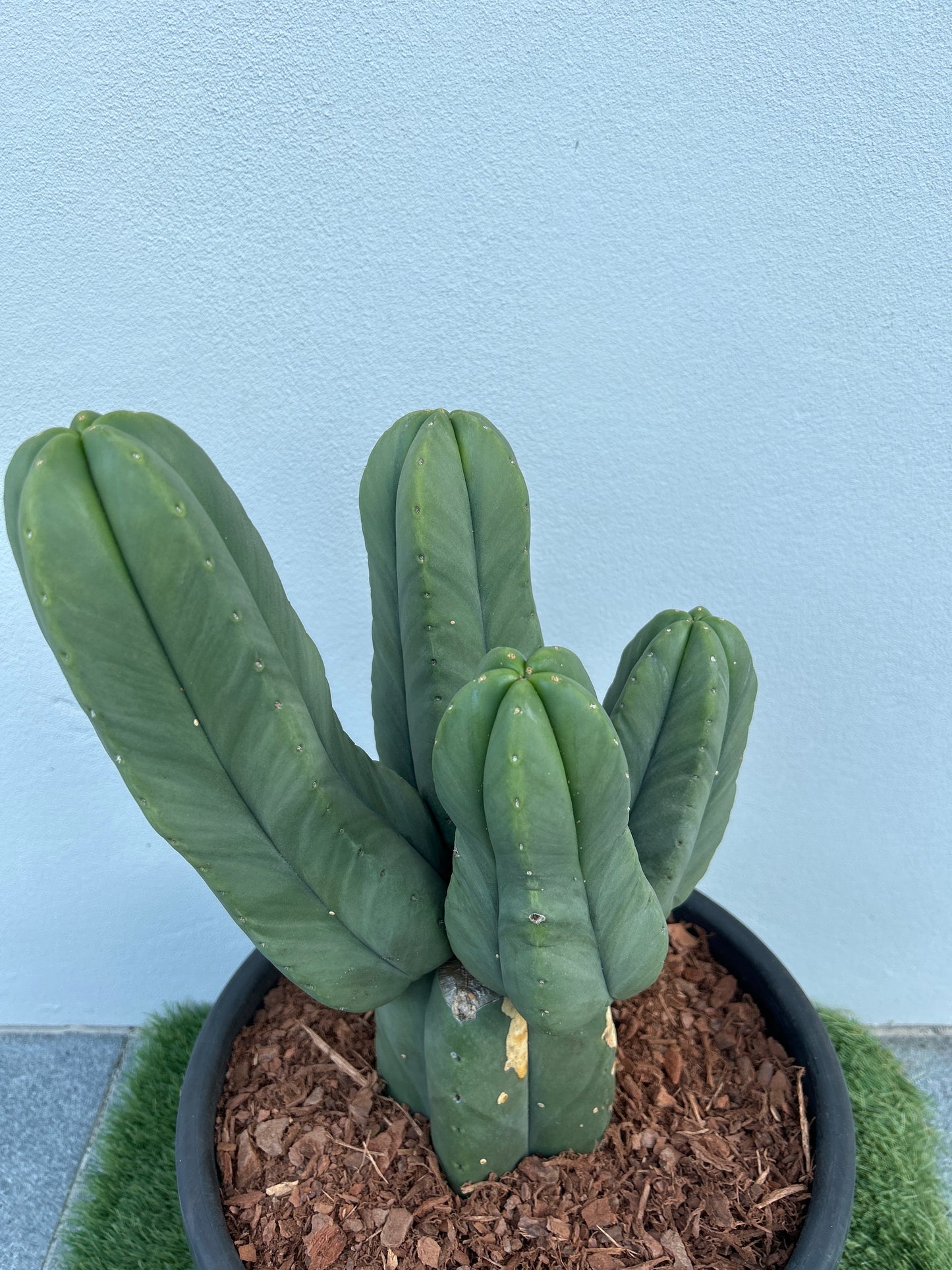 Echinopsis Scopulicola Tree