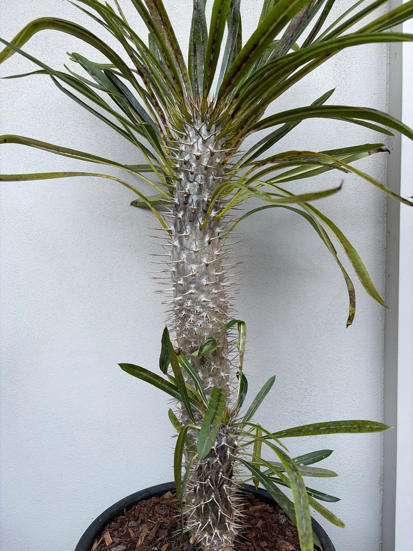 Madagascar Palm - Double