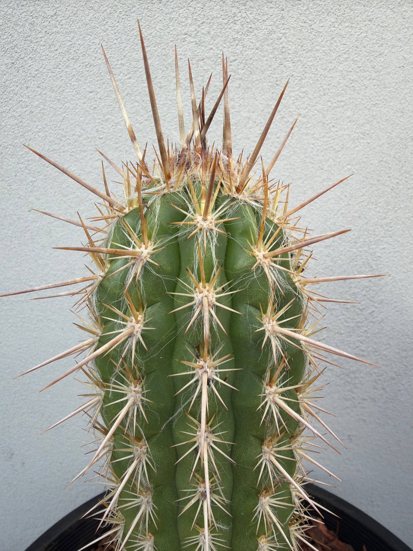 Pilocereus gounellei Cactus