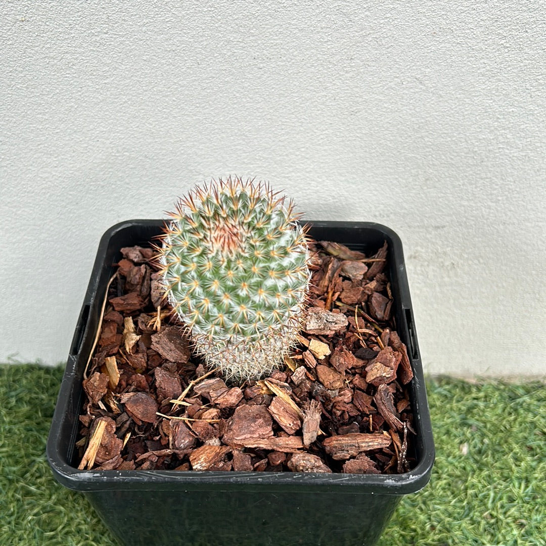 Mamillaria Cactus