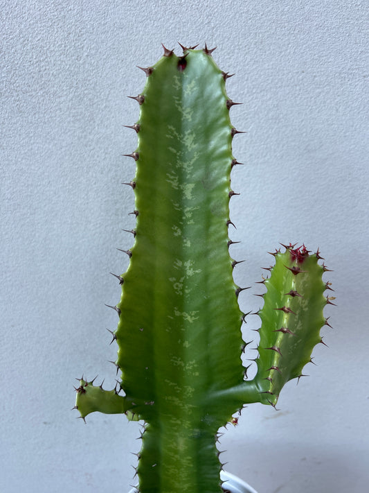 Euphorbia Cowboy w/decorative pot