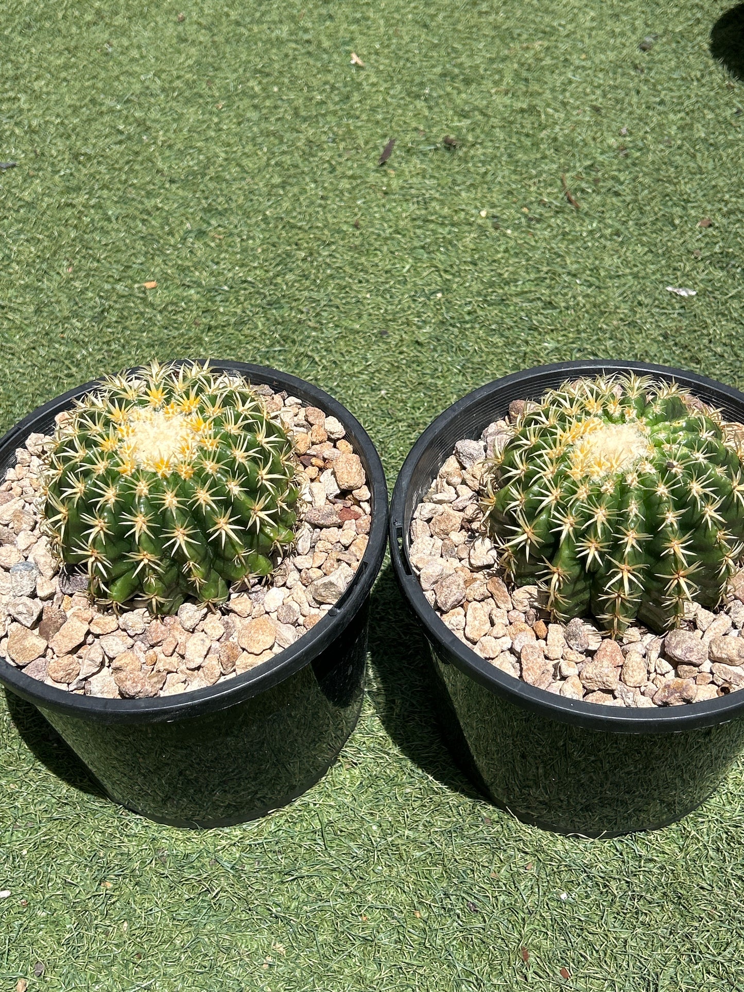 Echinocactus Brevispinus (Short spine barrel)