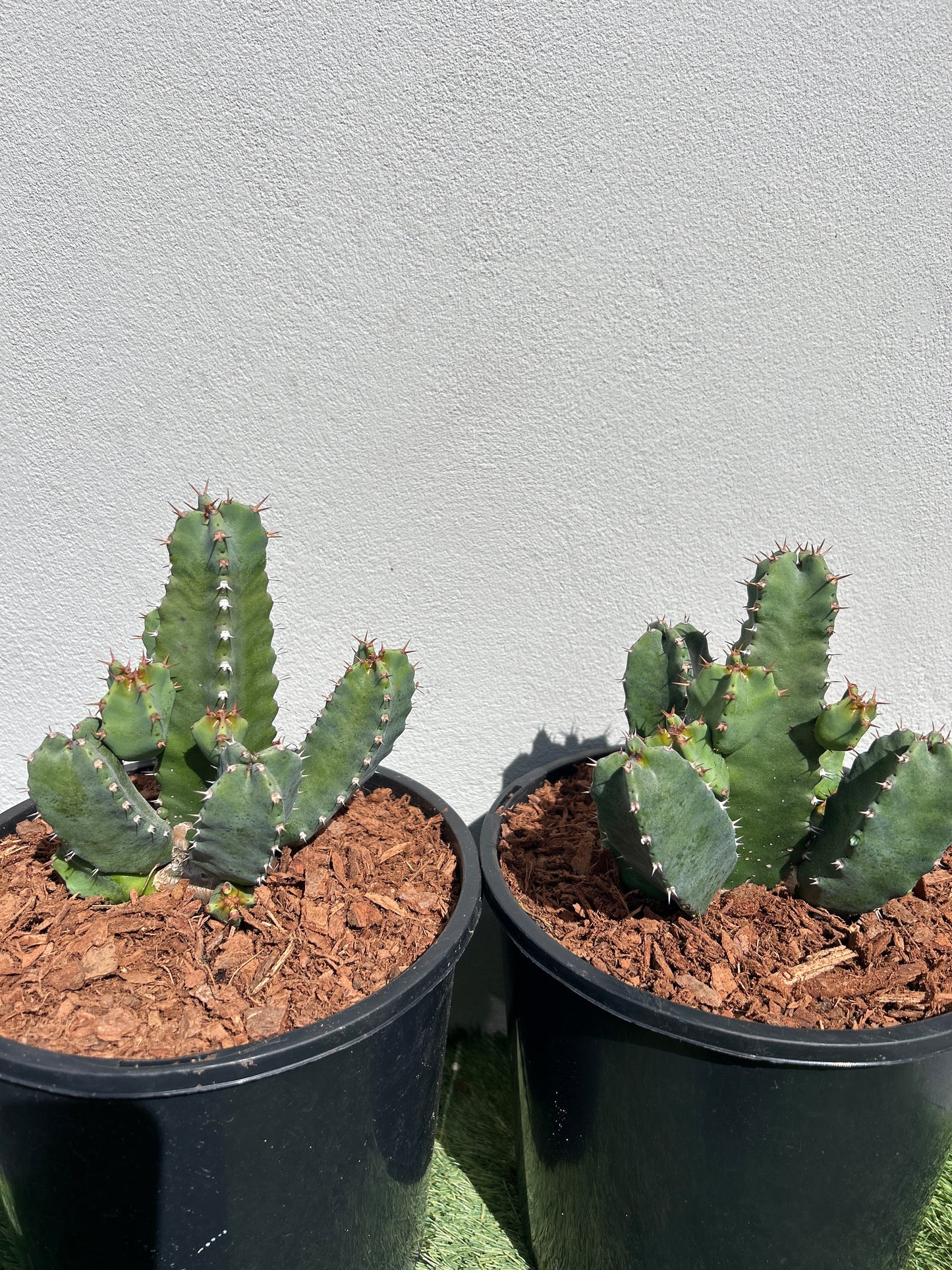 Euphorbia resinifera - Moroccan Mound