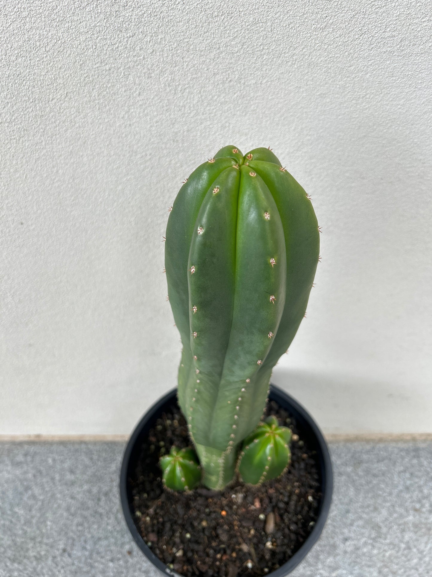 Echinopsis Scopulicola (Scop) Cactus Triple