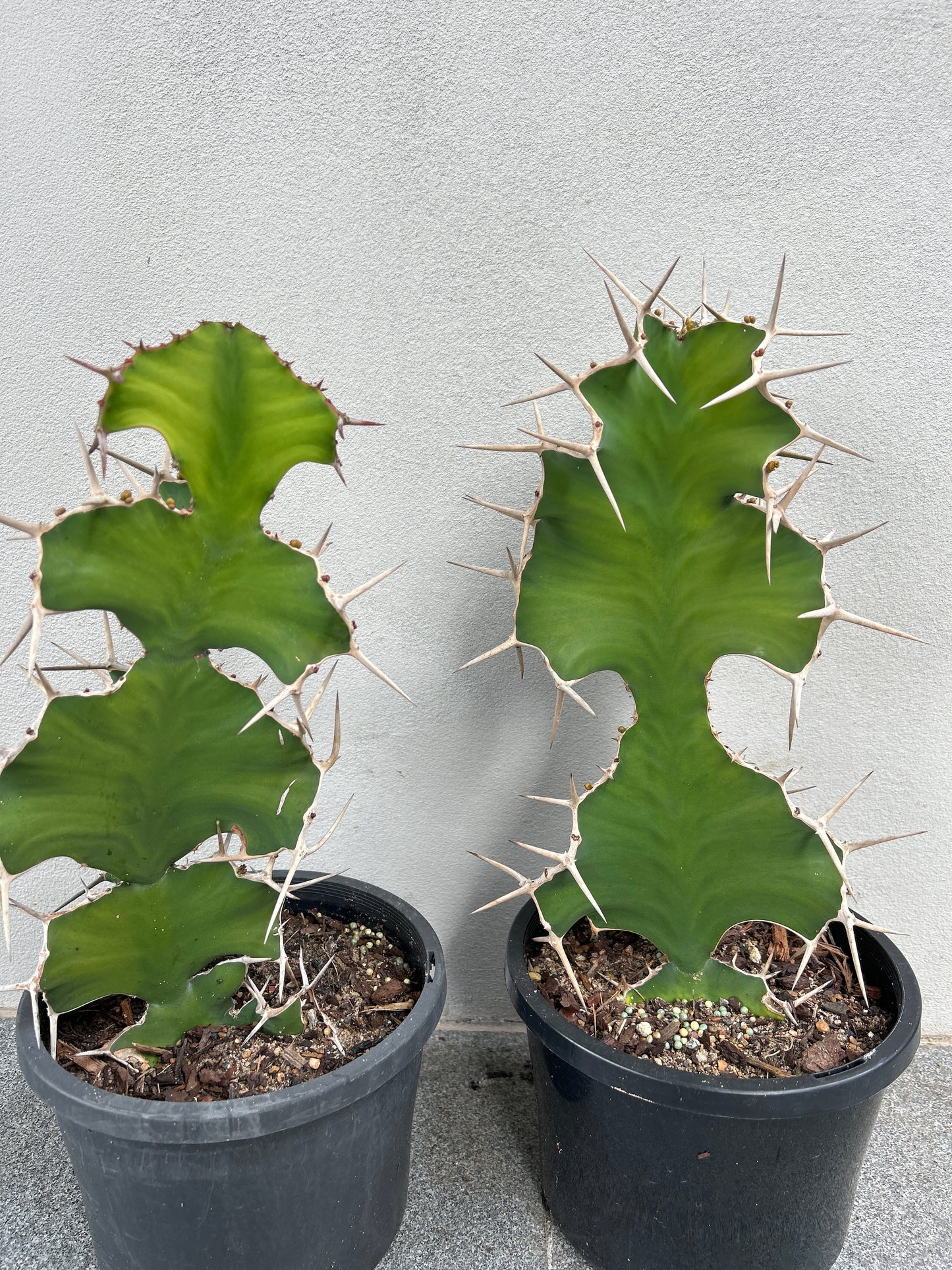 Cowhorn Cactus 1