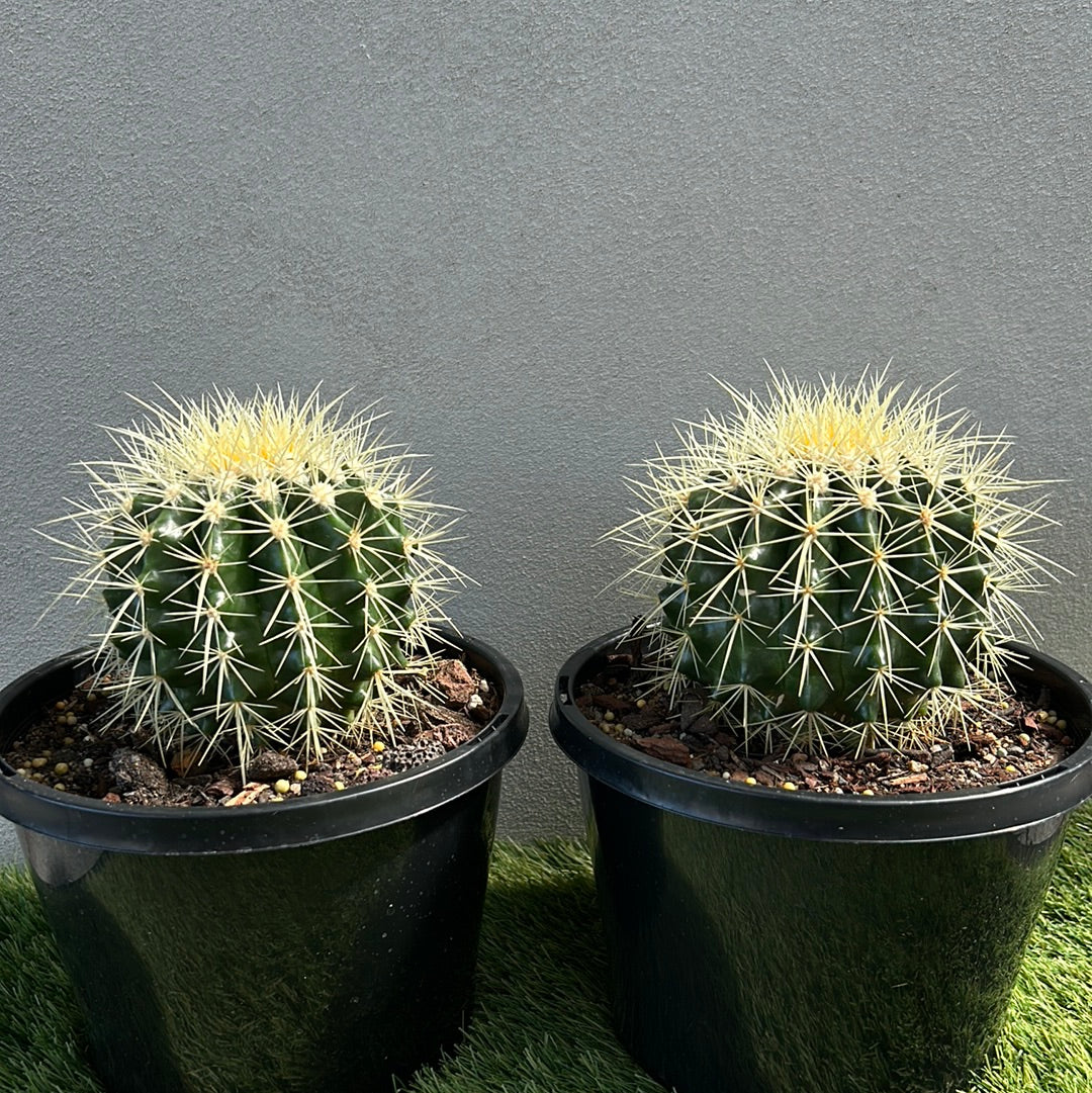 Golden Barrel Cactus - Small