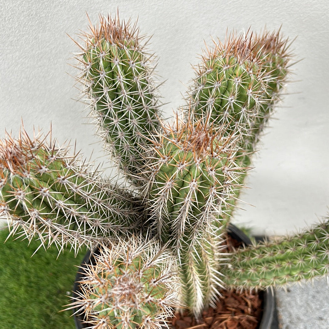 Pilocereus gounellei 
Cactus w/6 arms !