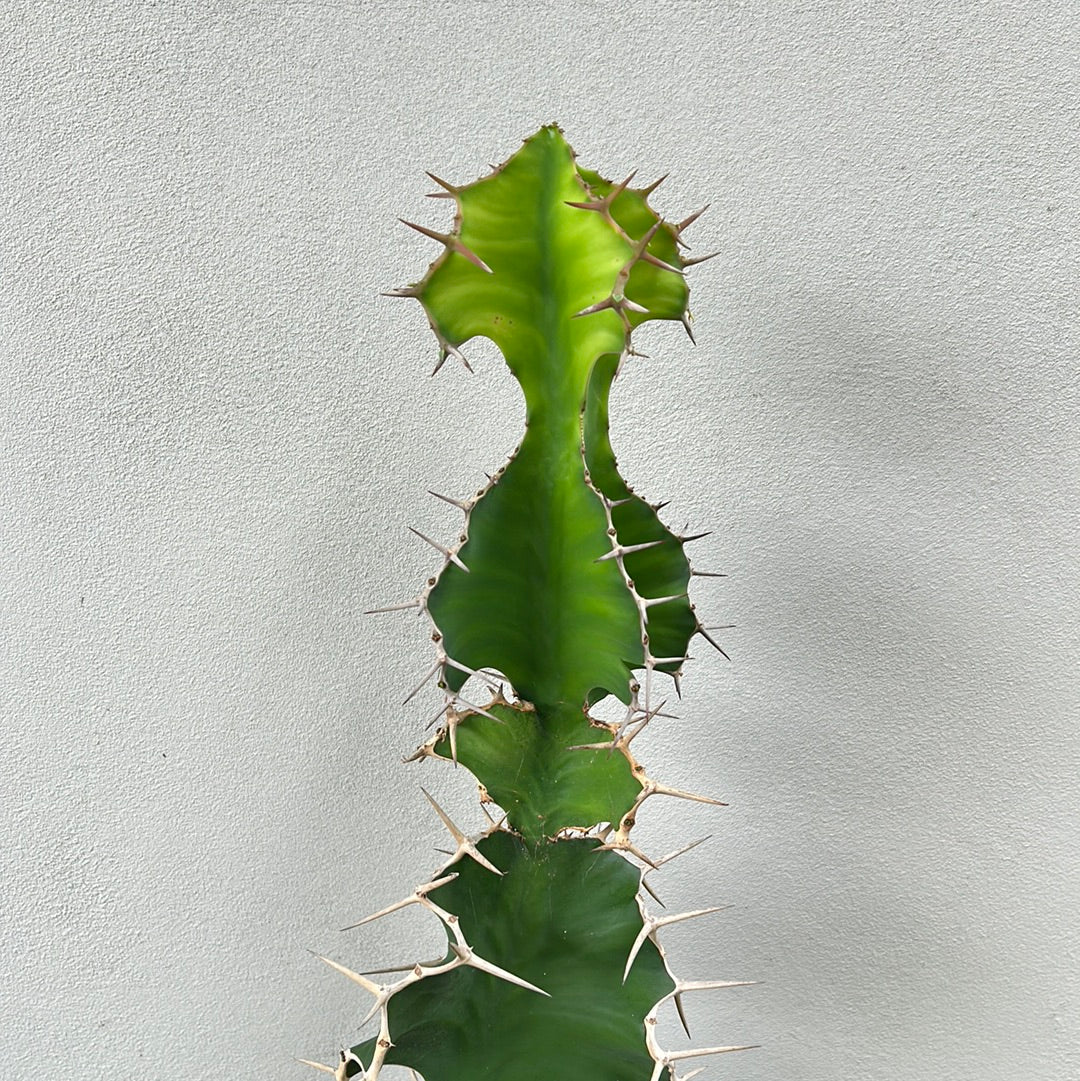 Cow Horn Cactus 2