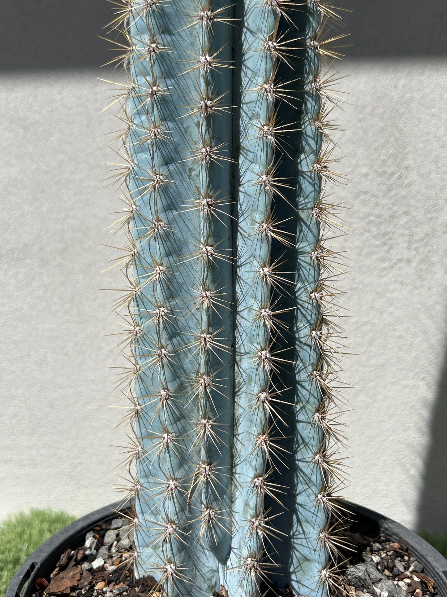 Pilosocereus Blue Torch Cactus