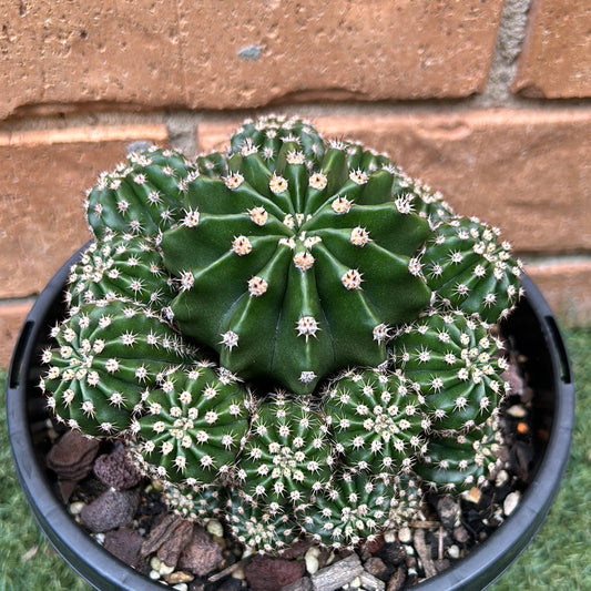 Easter Lilly Cactus