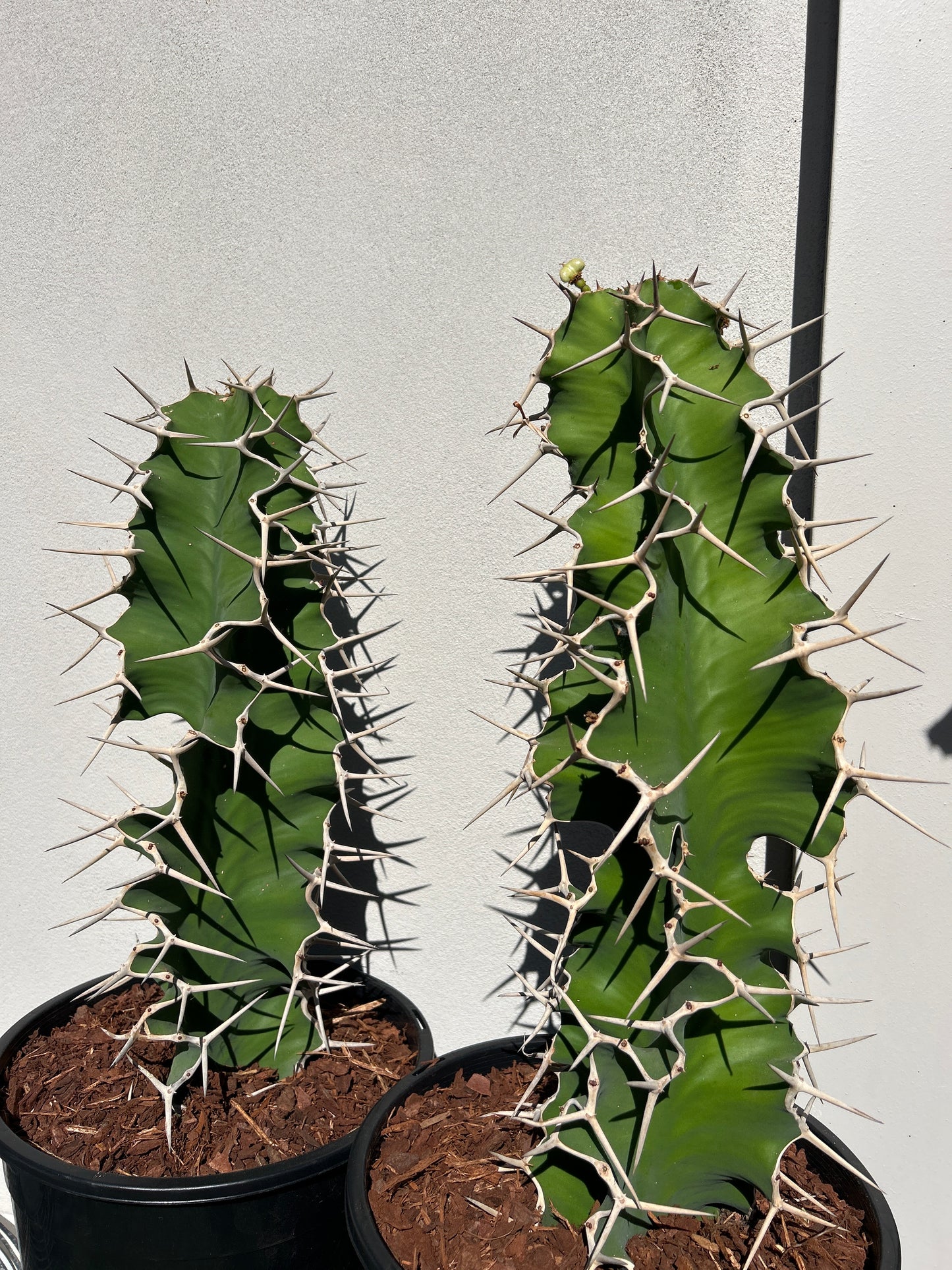 Cowhorn - Euphorbia grandicornis