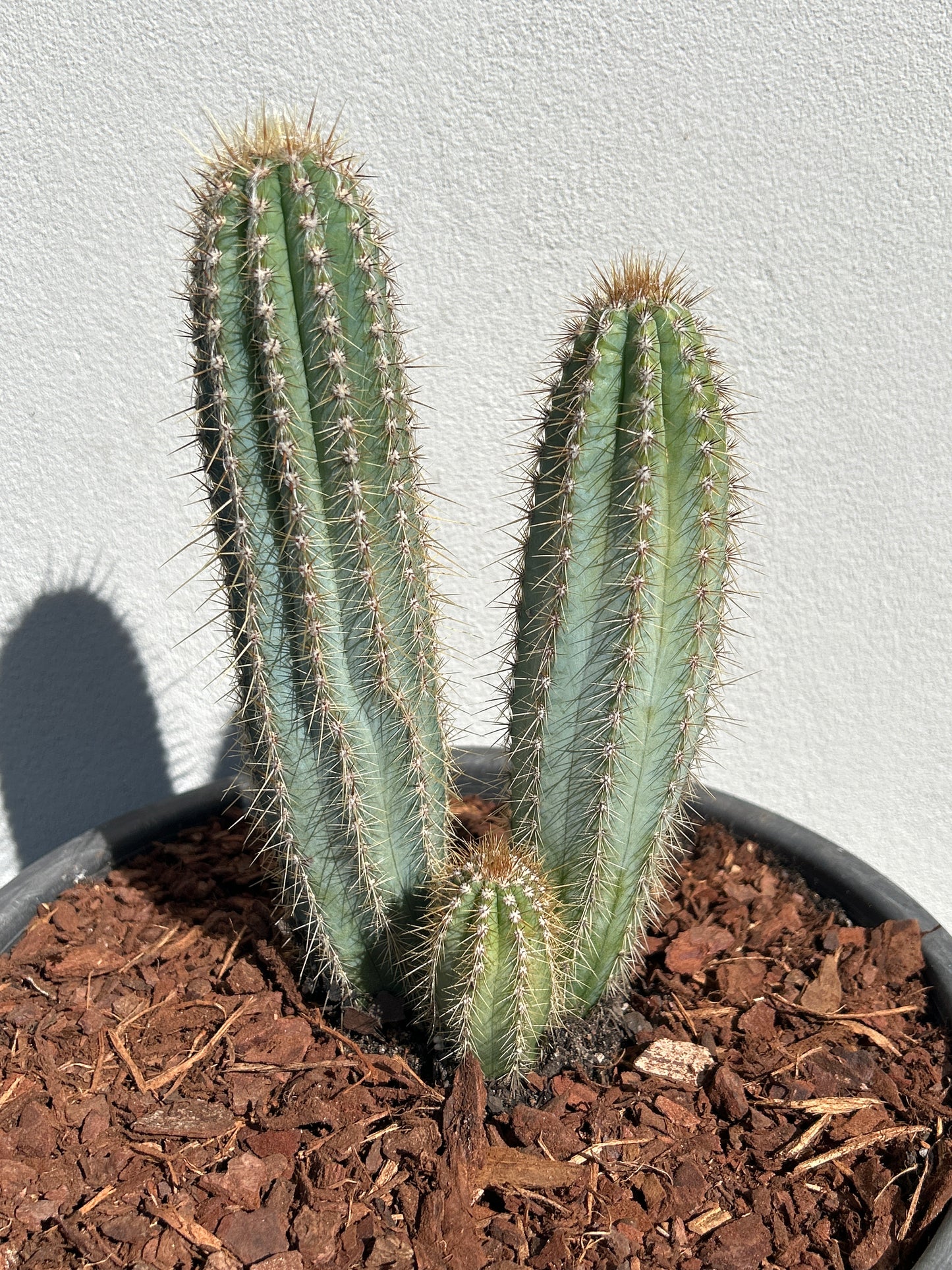 Pilosocereus Blue Torch Cactus - Multi