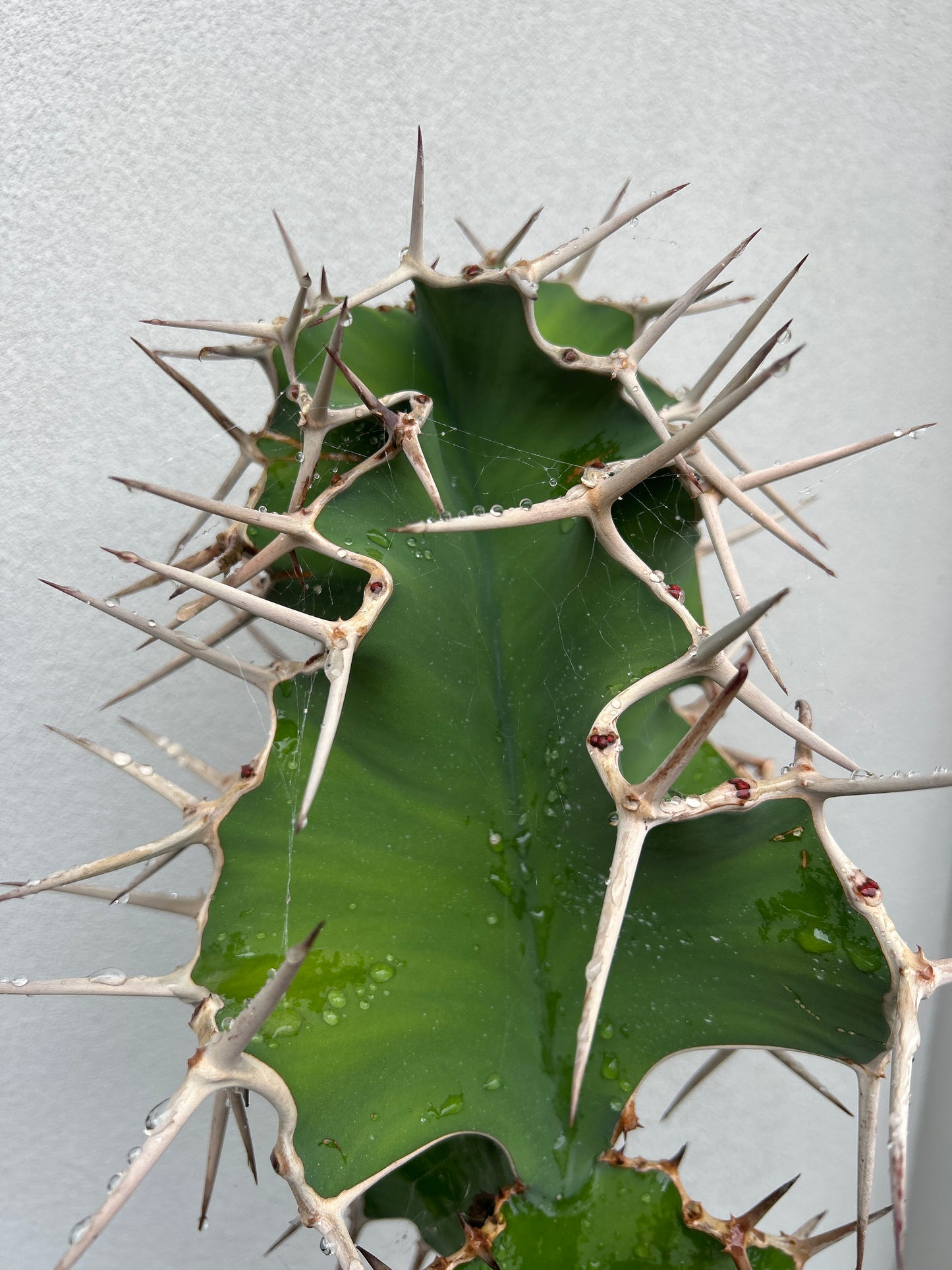 Cowhorn Cactus 3