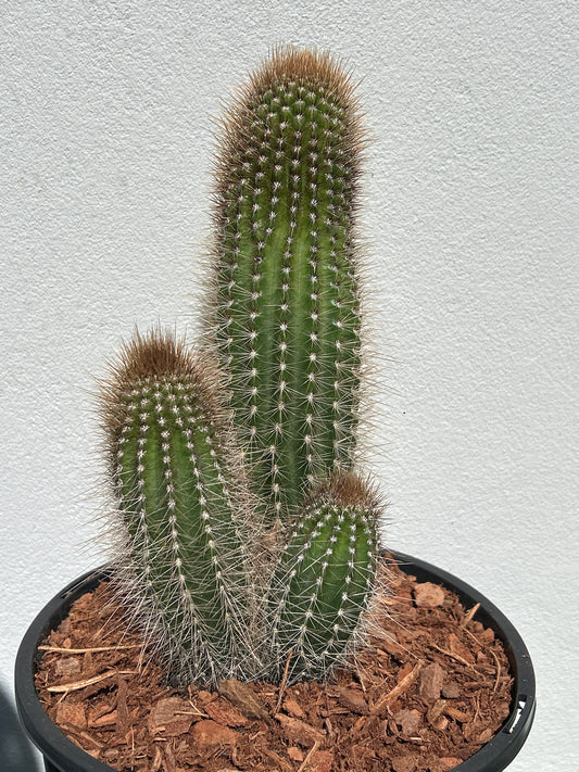 Stephanocereus Cactus Cluster