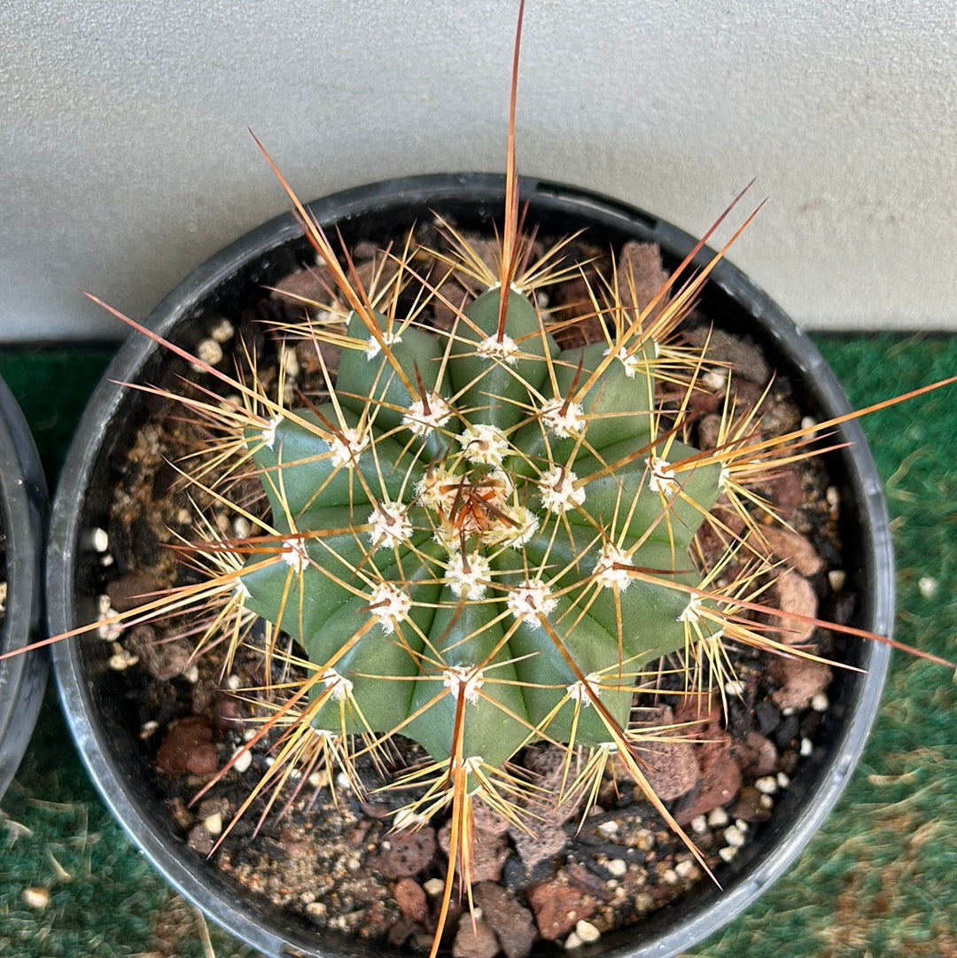 Melocactus Oreas
Longispinus