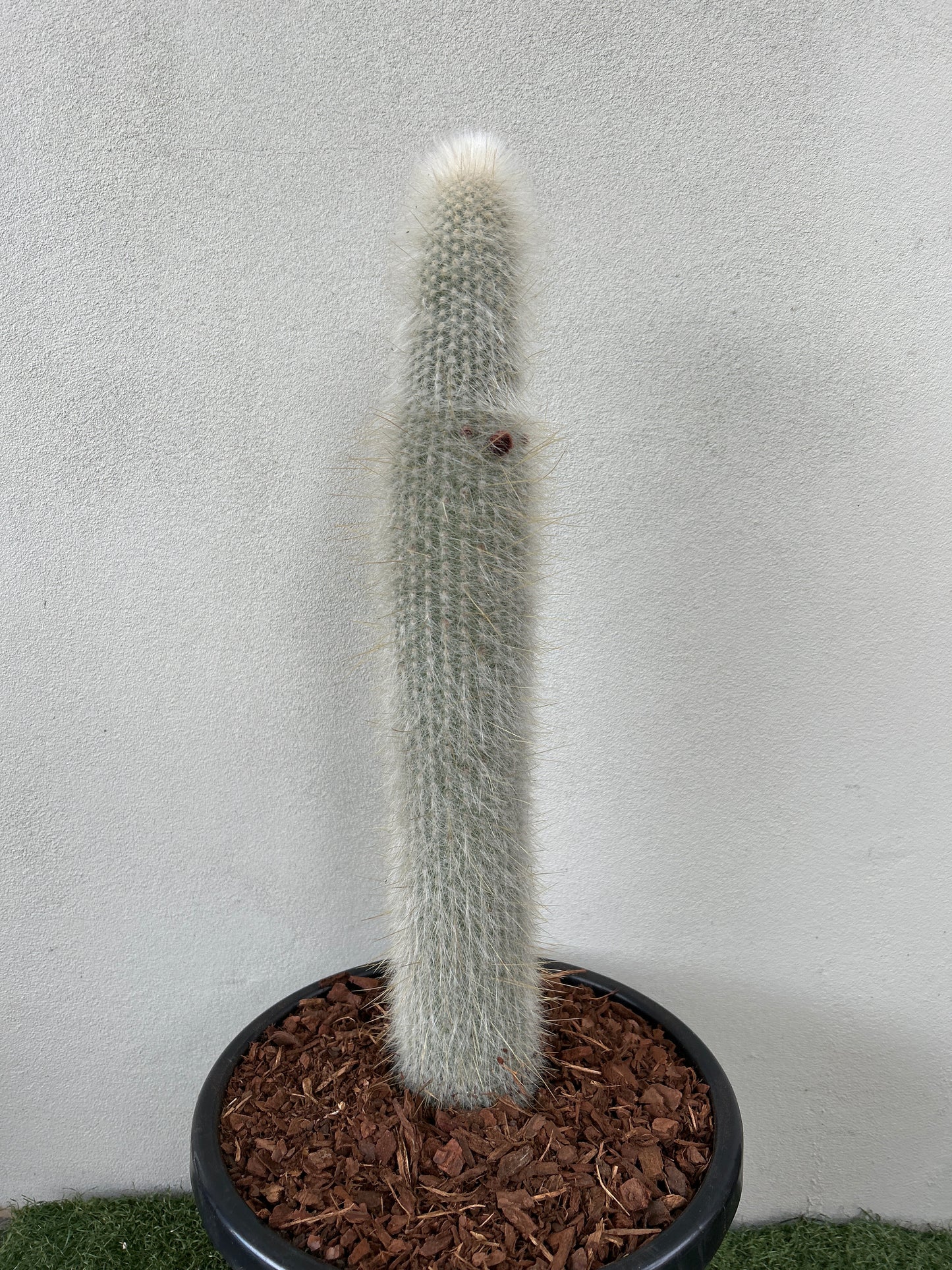 Silver Torch Cactus