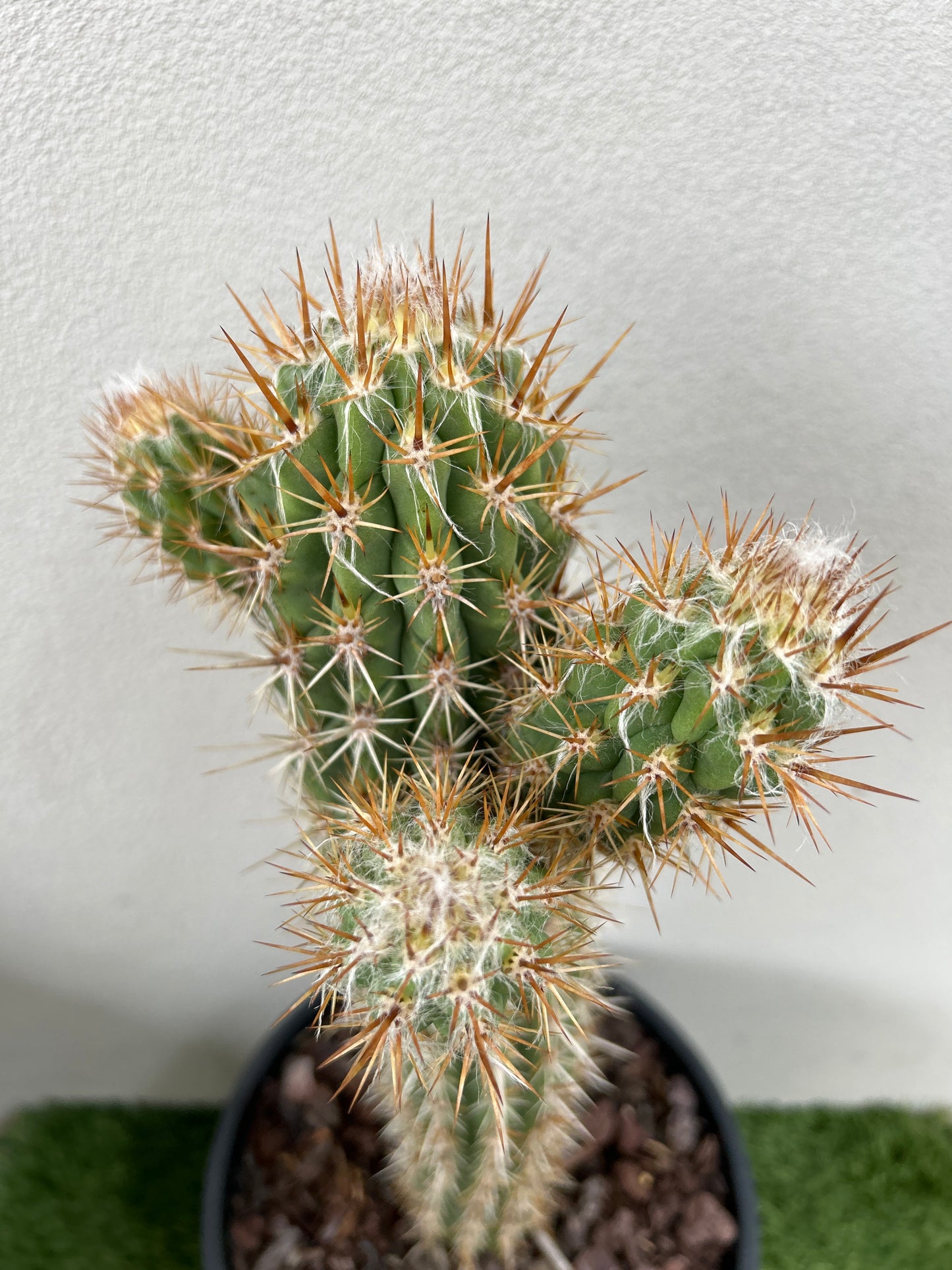 Pilocereus gounellei Cactus with 3 arms