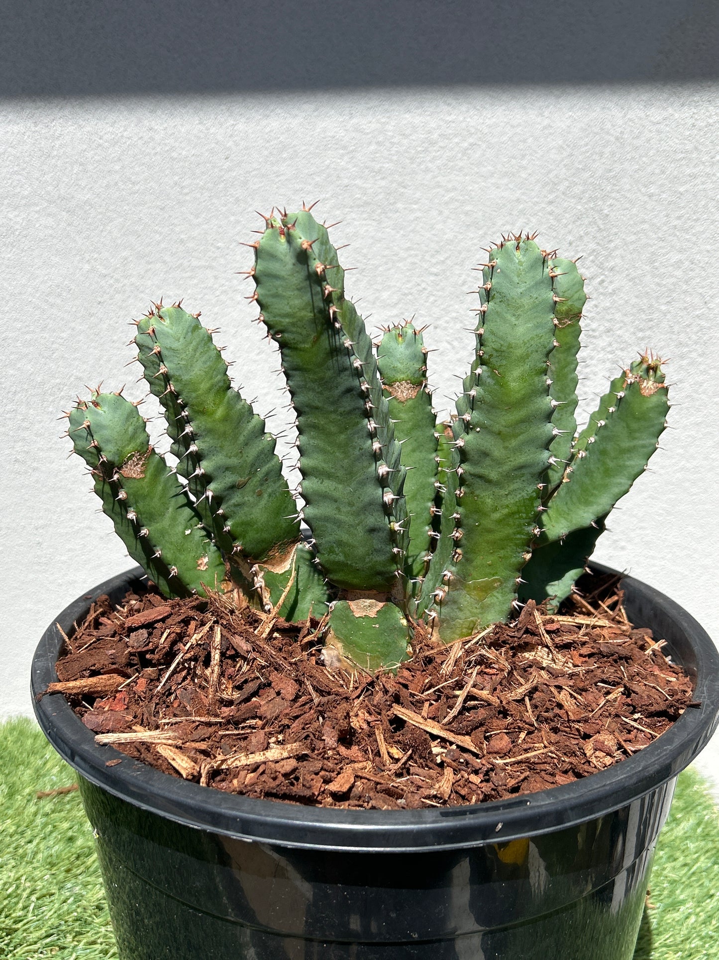 Euphorbia resinifera - Moroccan Mound -Large