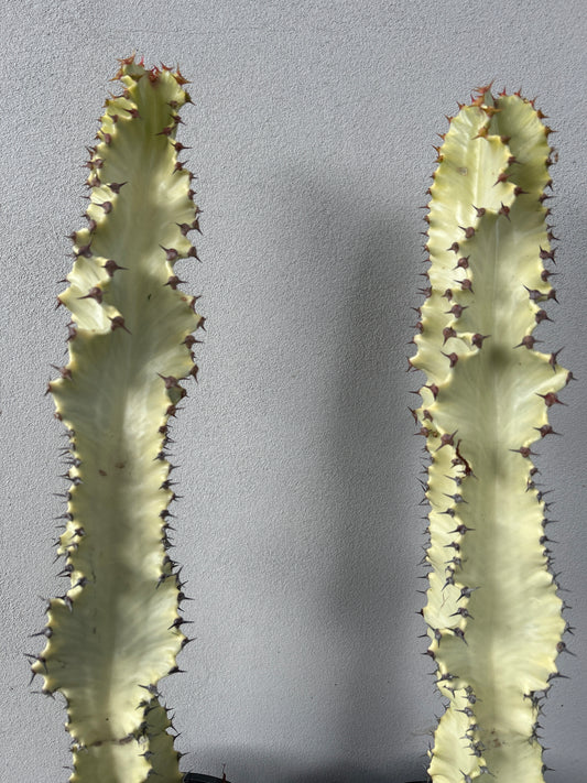 Euphorbia Ammak