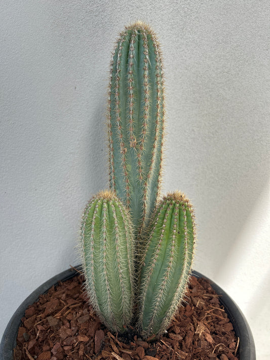 Pilosocereus Blue Torch Cactus - Multi