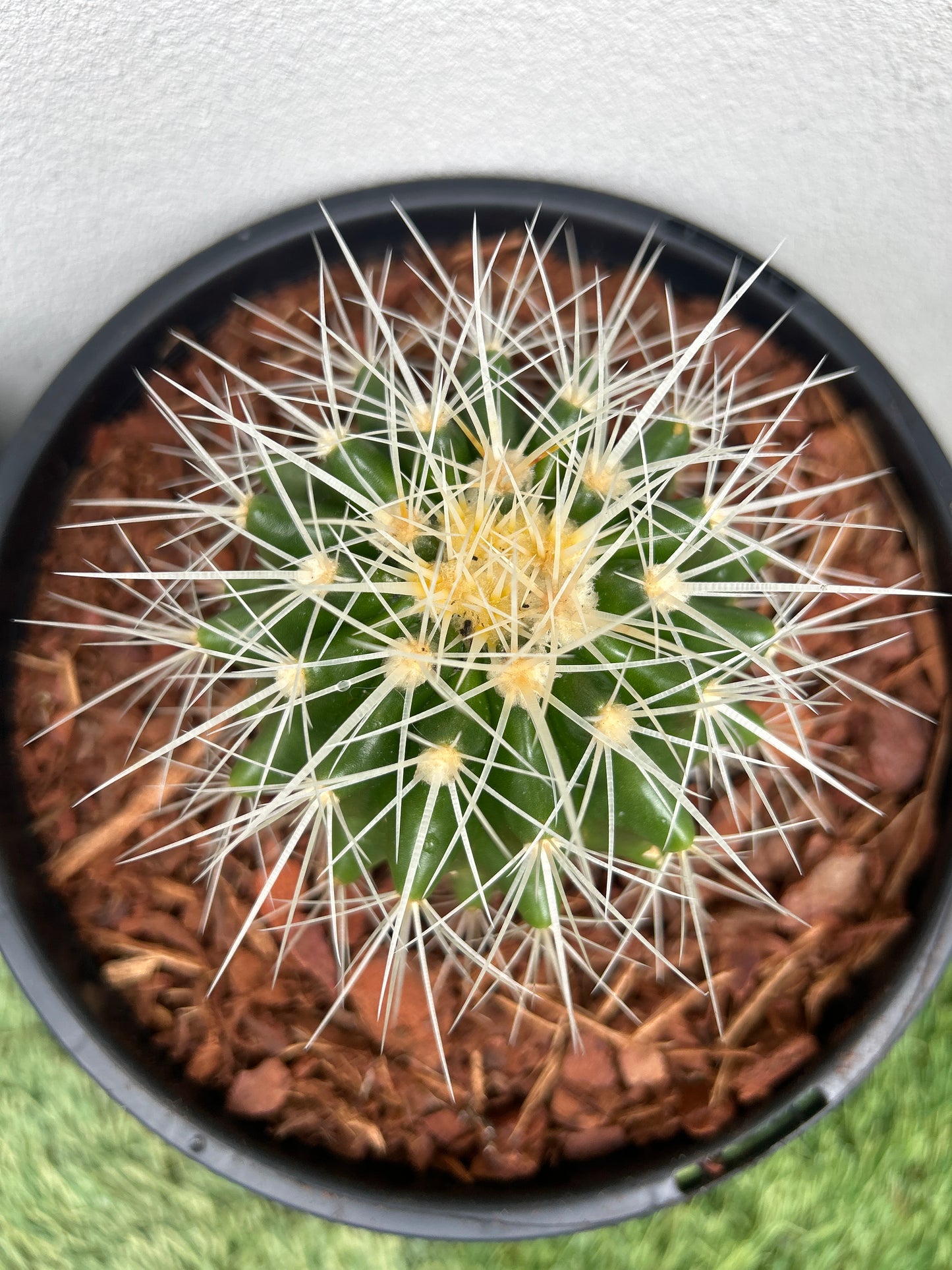 Golden Barrel Cactus - Small
