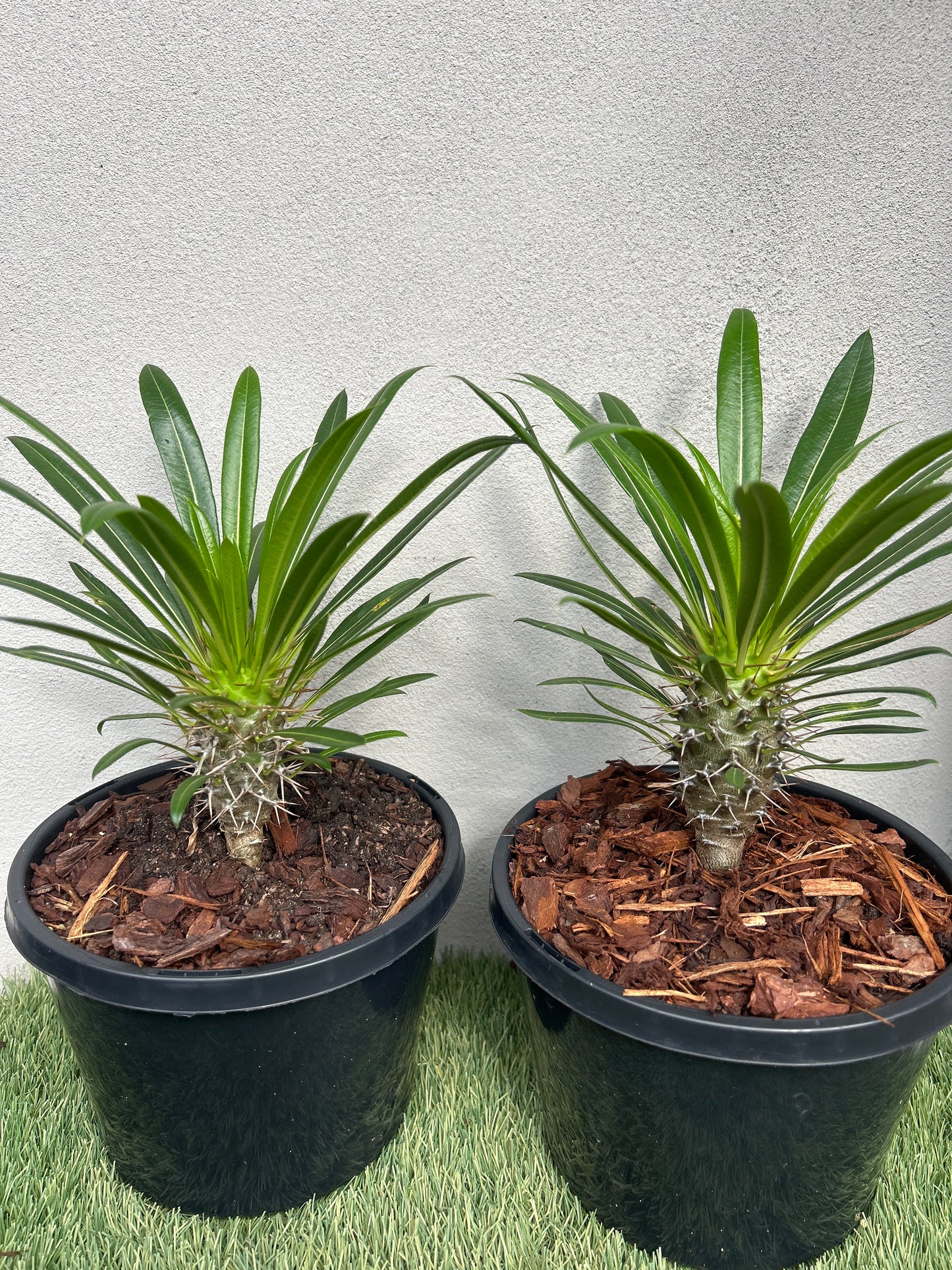 Madagascar Palm Small