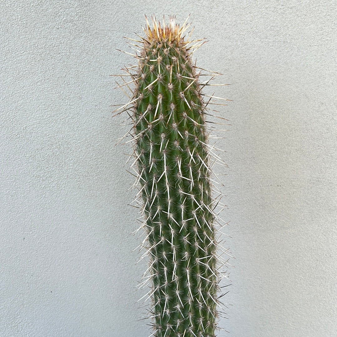 Espostoa Mirabilis Cactus