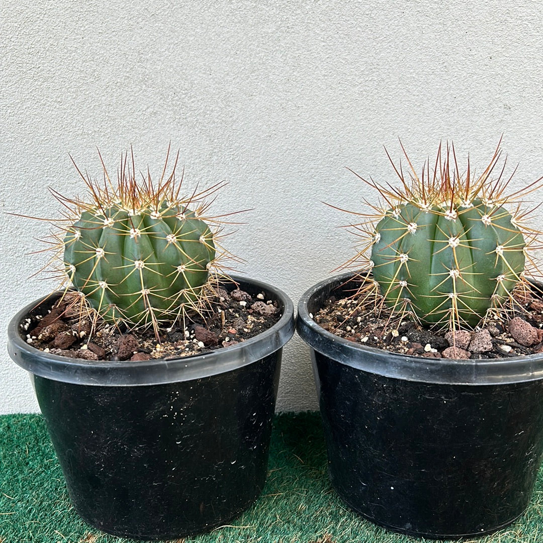 Melocactus Oreas
Longispinus