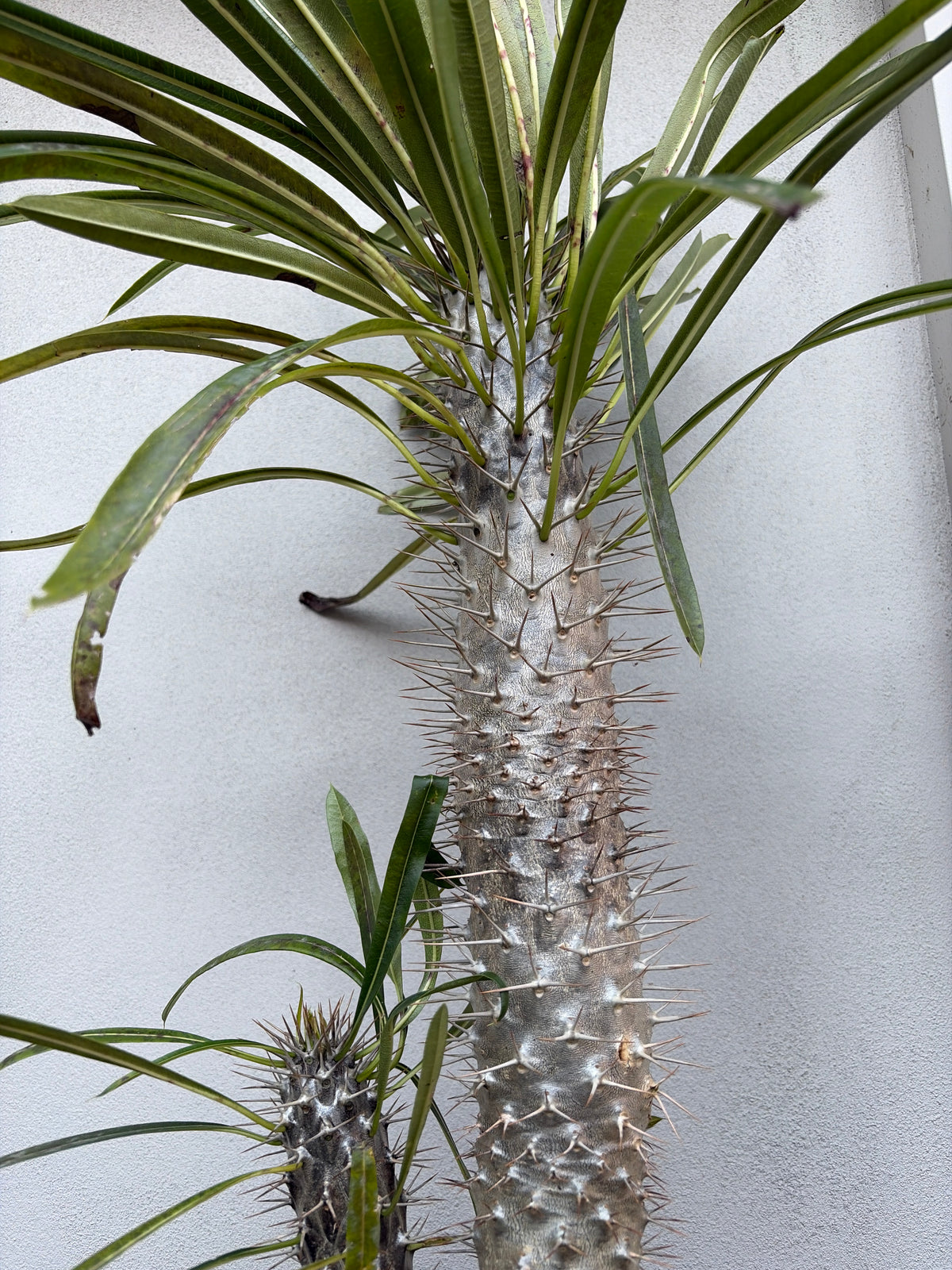 Madagascar Palm - Double