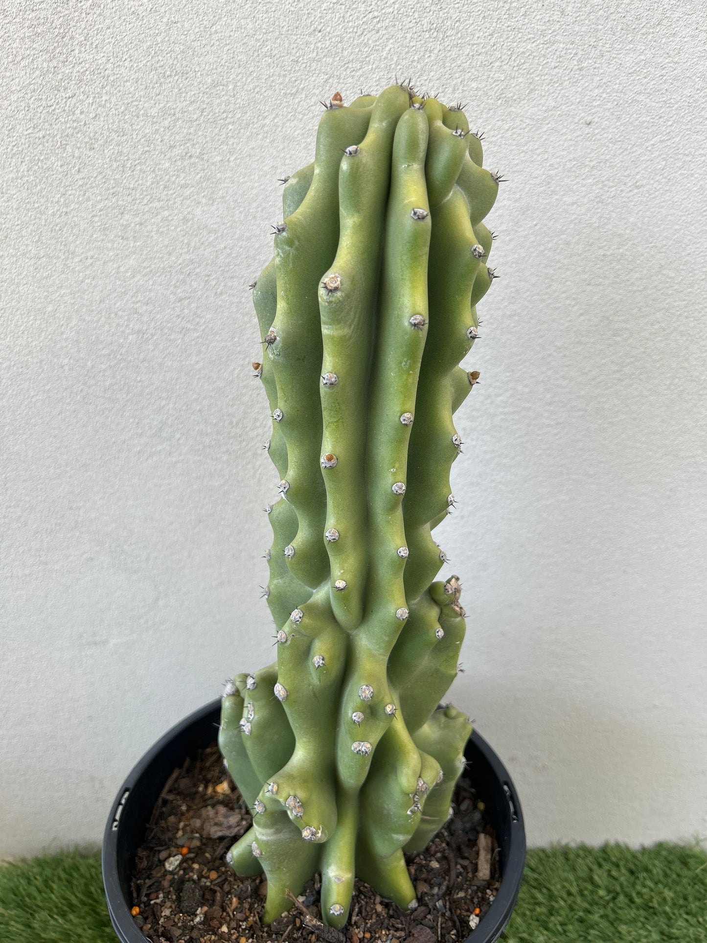 Monstrose Cactus