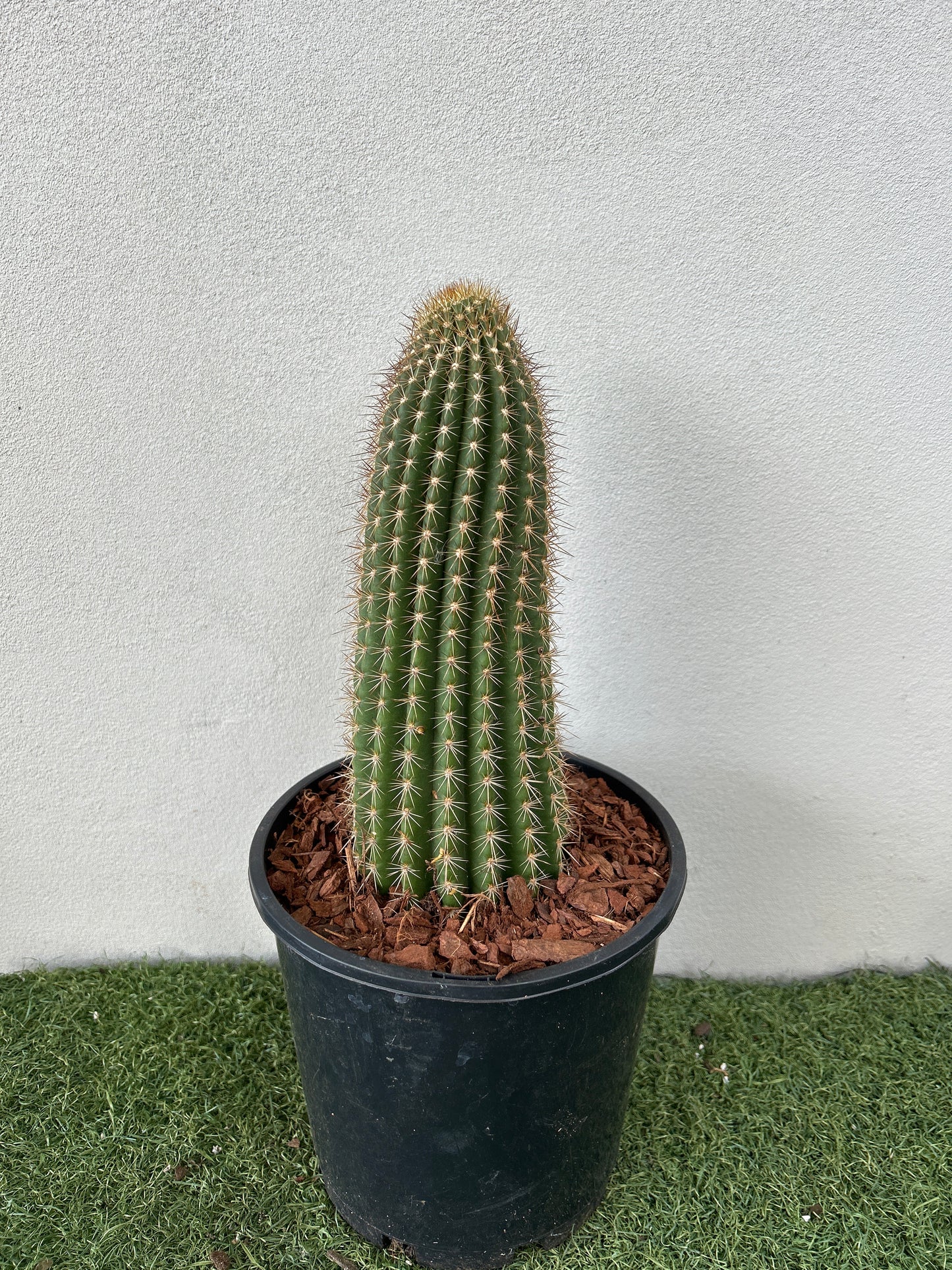 Echinopsis schickendantzii