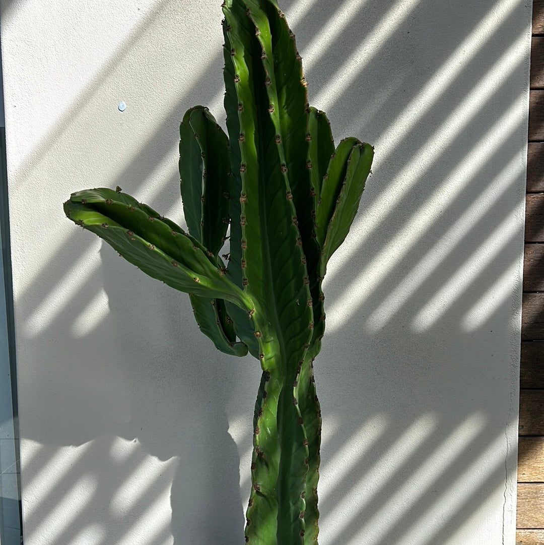 Euphorbia Ingen Cactus