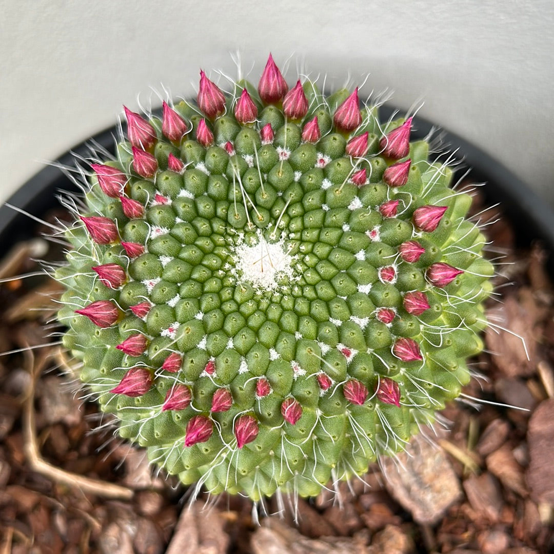 Ball Cactus