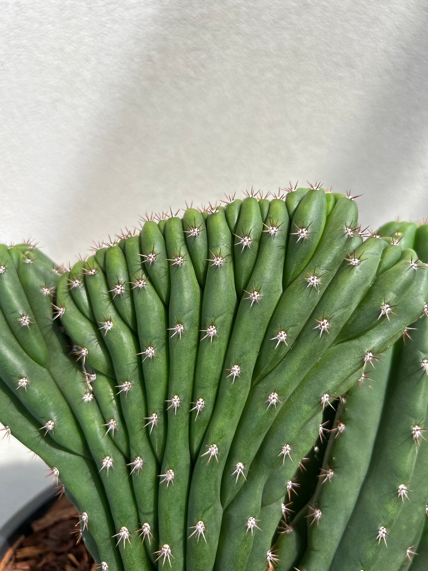 CRESTED Cactus small