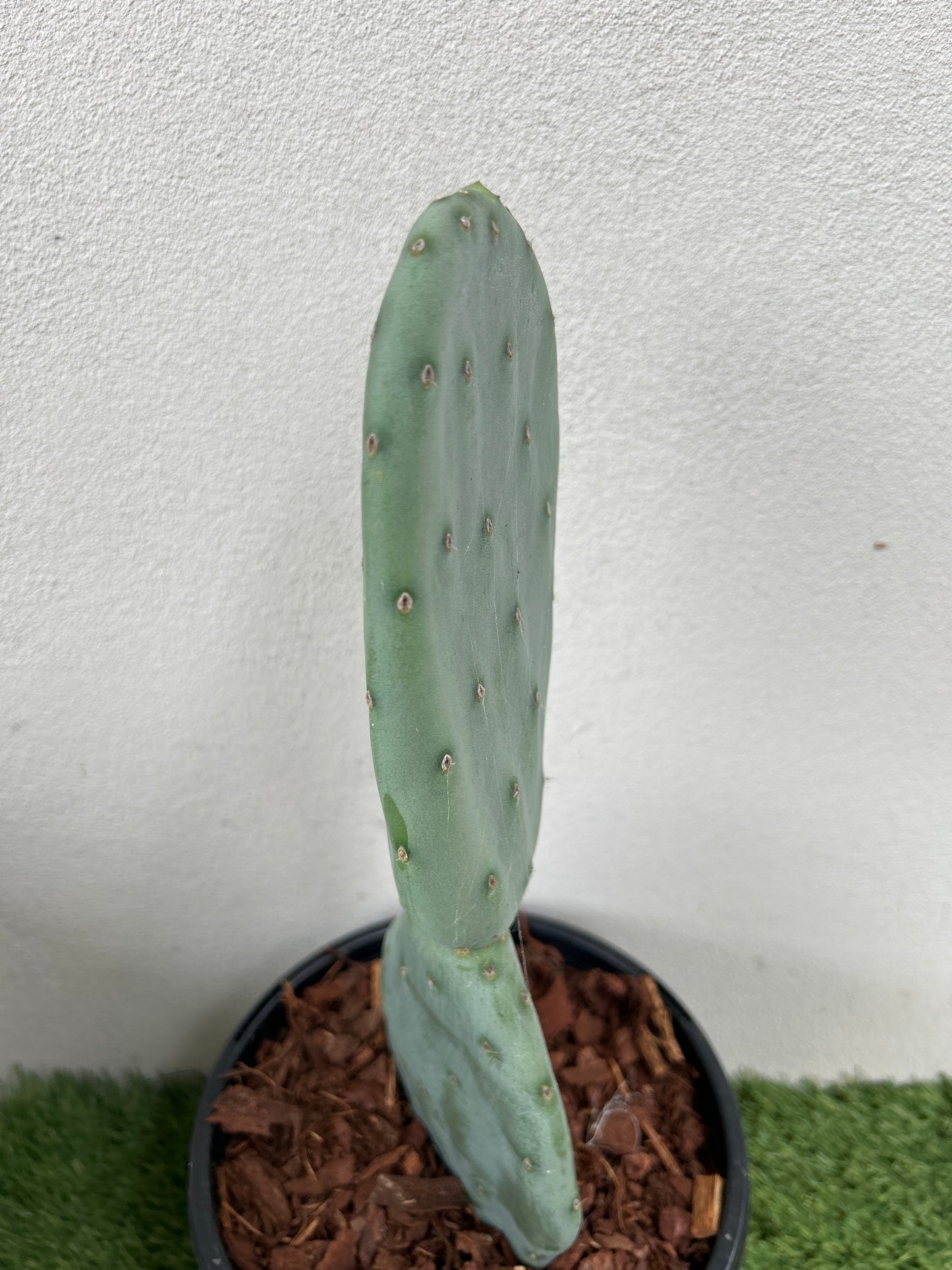 Burbank Spineless Cactus