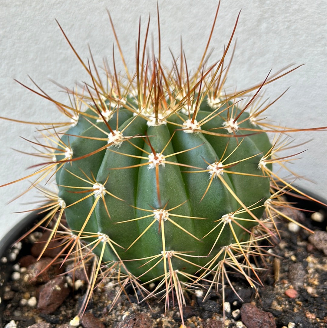 Melocactus Oreas
Longispinus