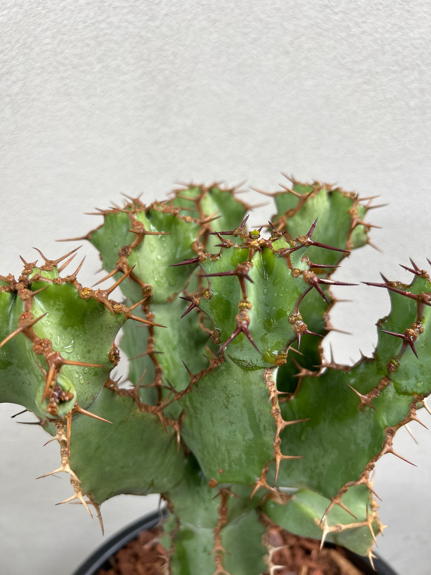 Euphorbia ceorulescens