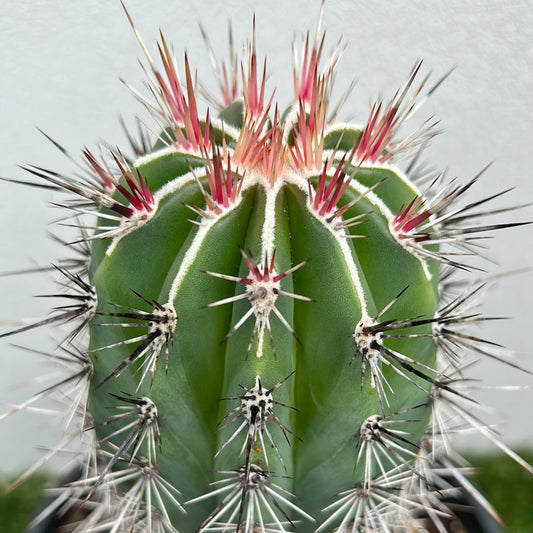 PACHYCEREUS Pringlei Cactus