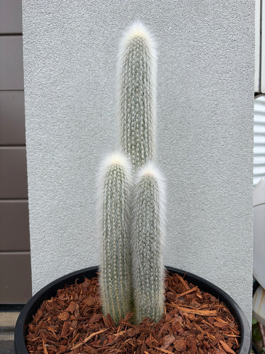 Cleistocactus strausii (Silver Torch Cactus)