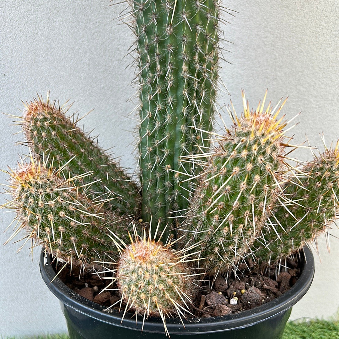 Espostoa Mirabilis Cactus