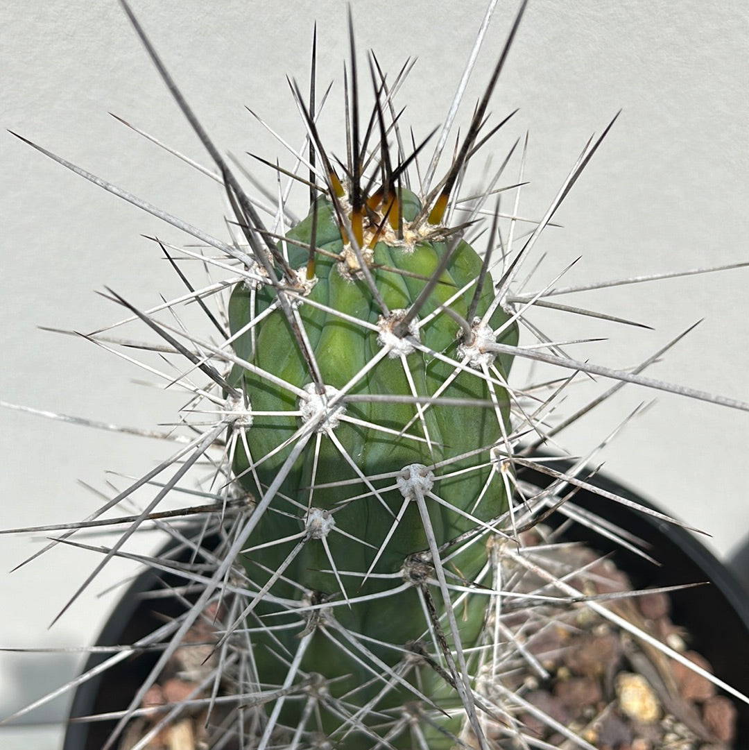 Toothpick Cactus